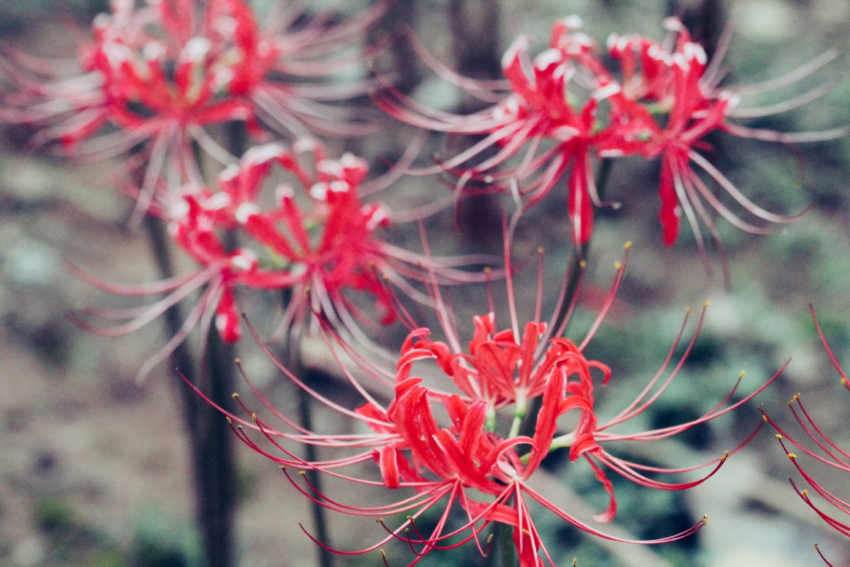 花开彼岸 - 寒月芙蕖- - 图虫