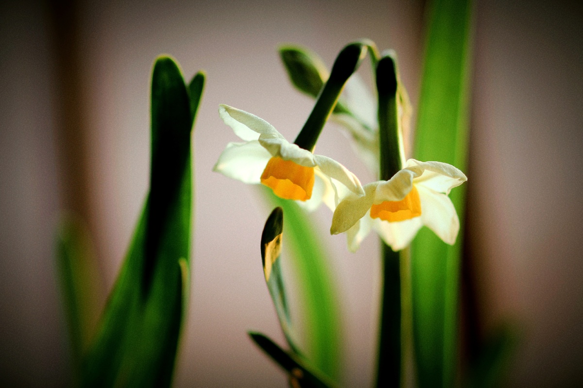 水仙- 寒月芙蕖- - 图虫