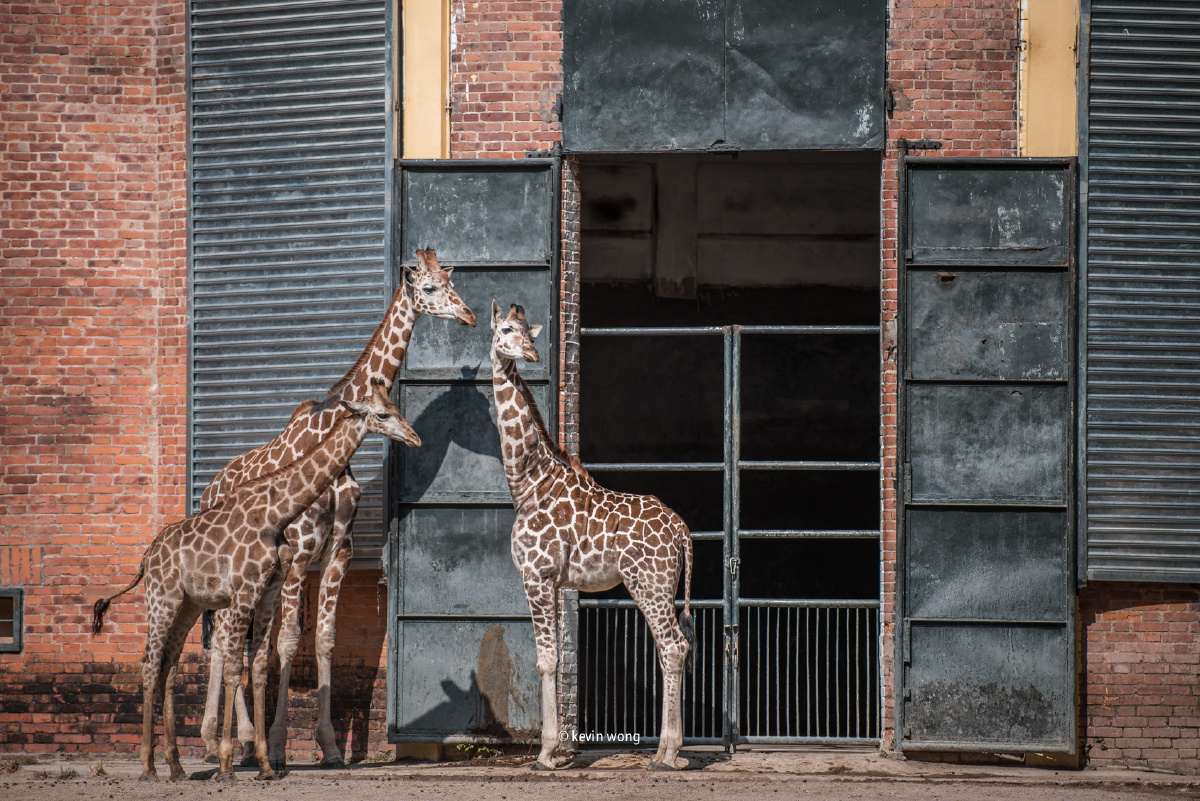 广州动物园d8107020028vr