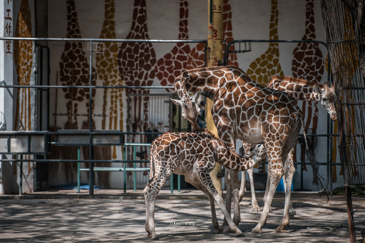 广州动物园d8107020028vr