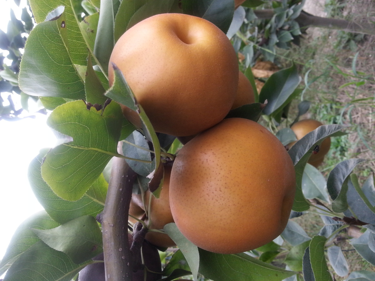 七月枣子八月梨