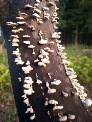 20161005_070655-01