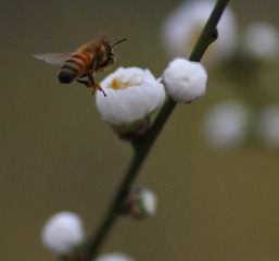 IMG_8733_conew1