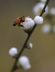 IMG_8732_conew1