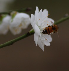 IMG_8724_conew1