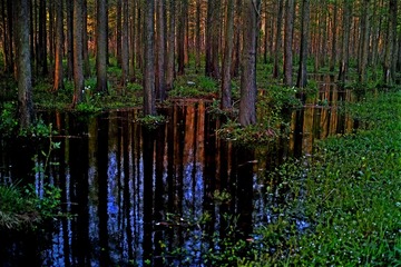SDIM3120_conew1