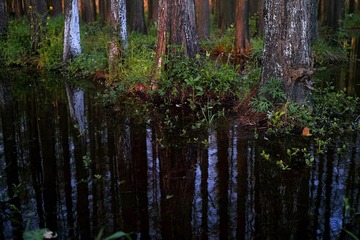 SDIM3115_conew1