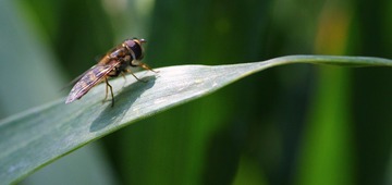 IMG_9038_conew1