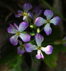 IMG_9087_conew1