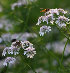 IMG_9088_conew3