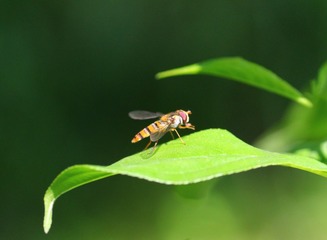 IMG_9017_conew1