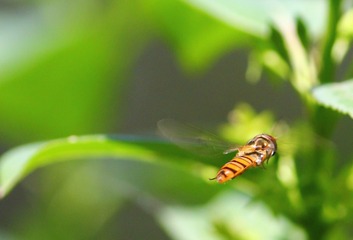 IMG_9019_conew1