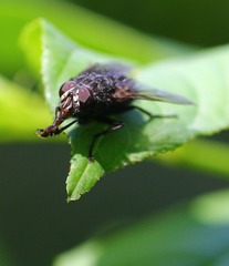 IMG_9020_conew1