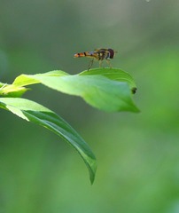 IMG_9024_conew1