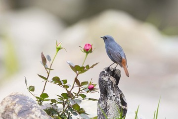 “_R9W7997”为智能对象-1
