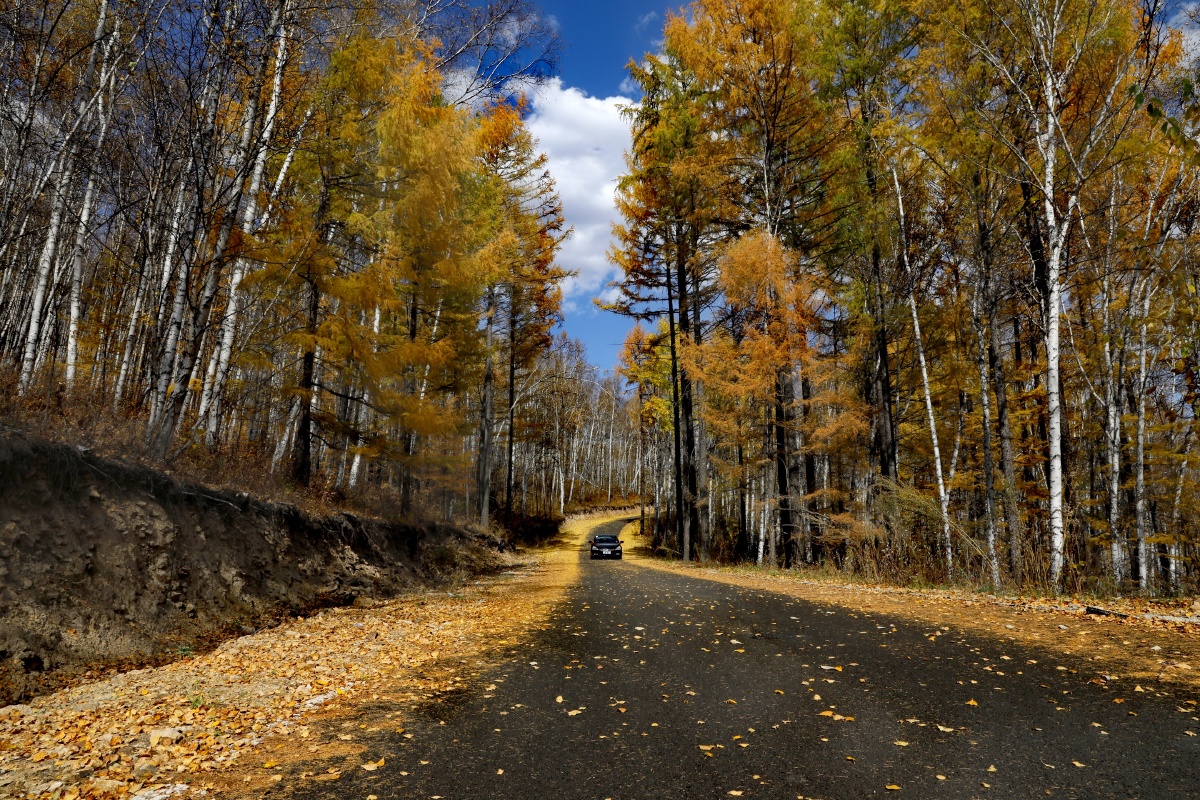 亲影所见黄金路