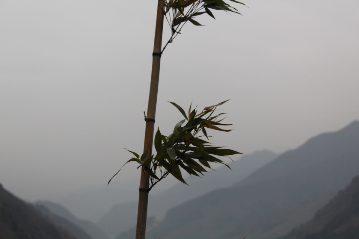山·竹