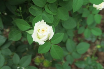20160706122505
