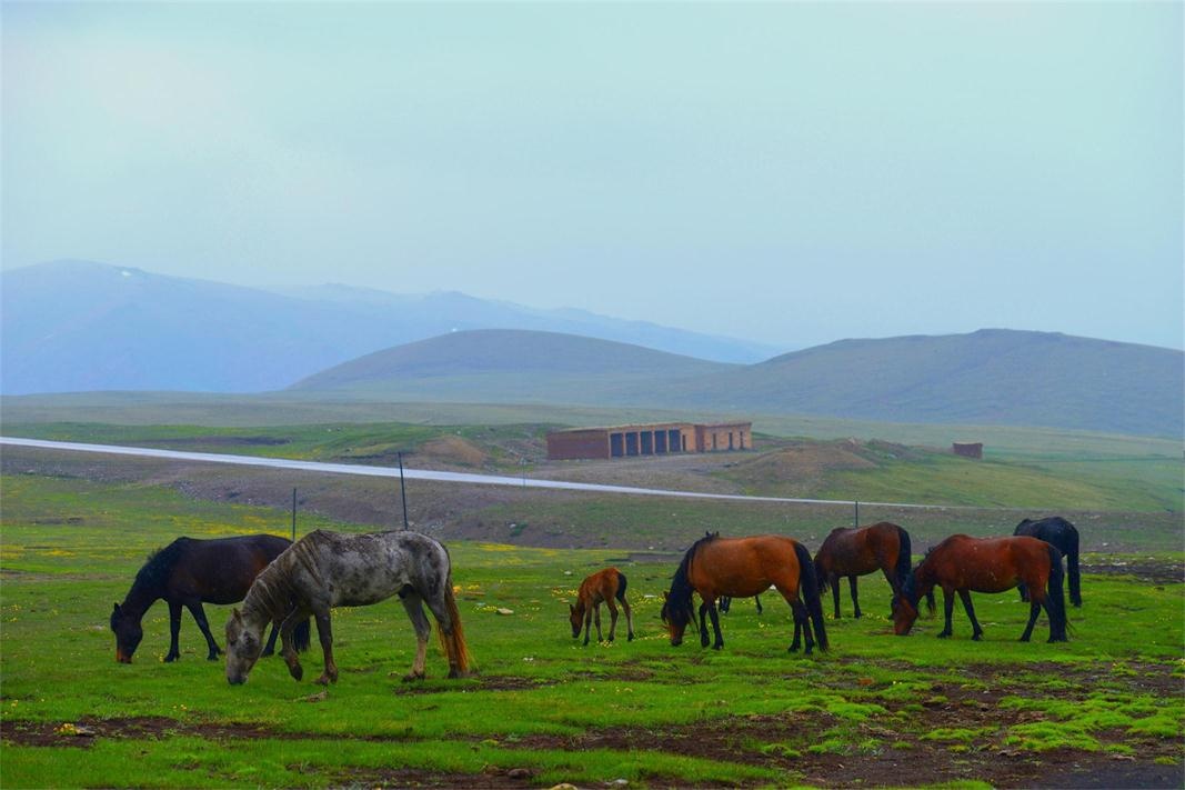 雨中阴天拍摄难度大,五月正是新疆草原多雨多雪季节,雨雪交加,天气