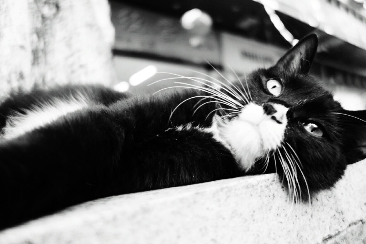 黑猫写真集黑白