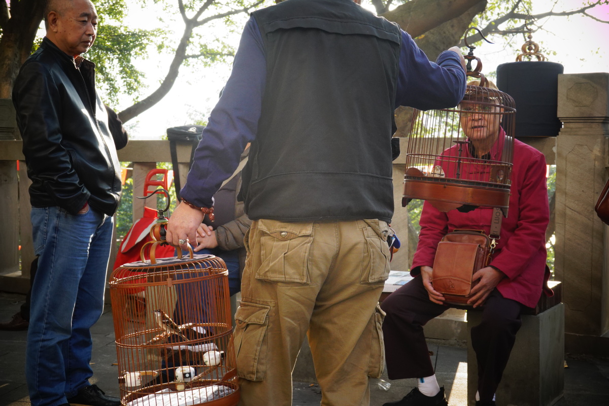 人民公园里的鸟市场