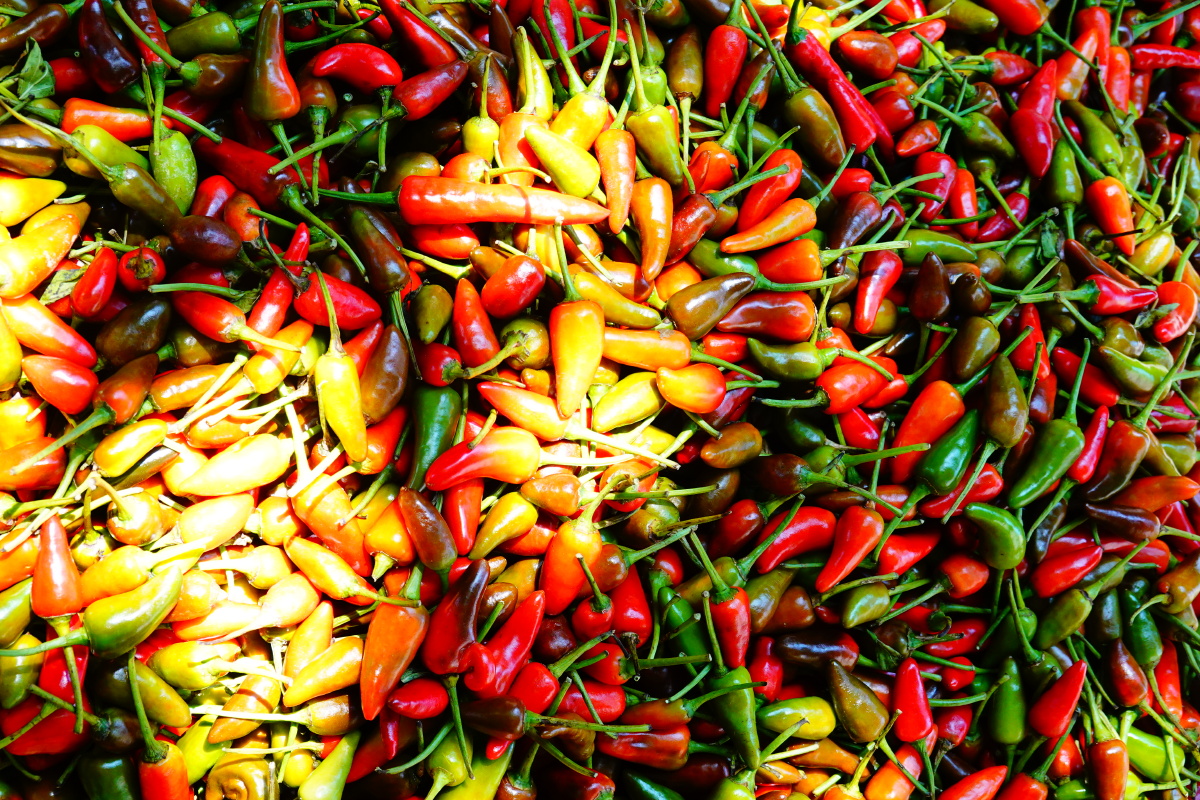 正宗朝天小辣椒