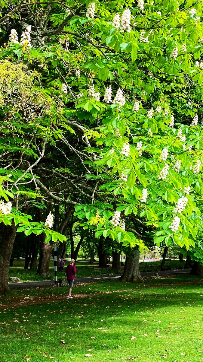 马栗欧洲七叶树