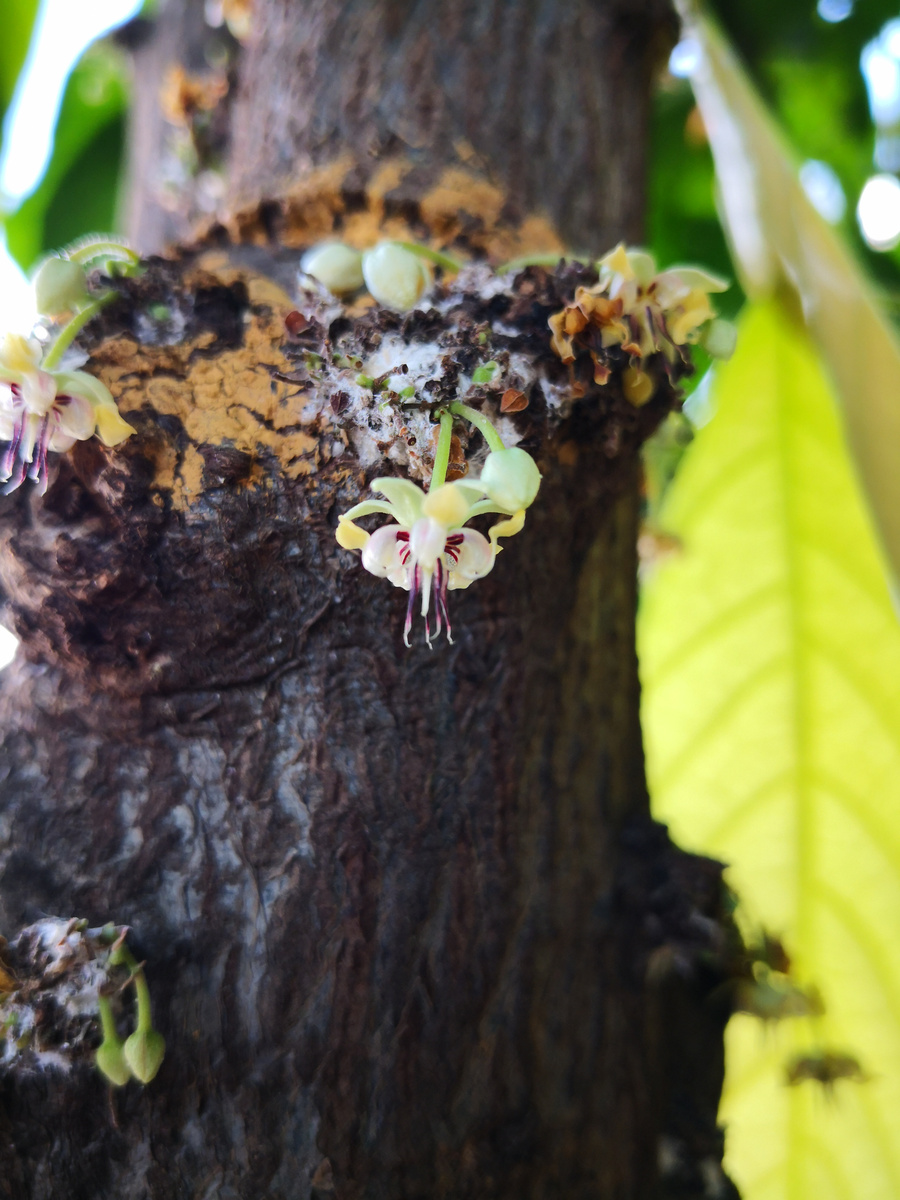 委内瑞拉100可可原材料可可树和果实是世界上最好的可可在欧洲美洲