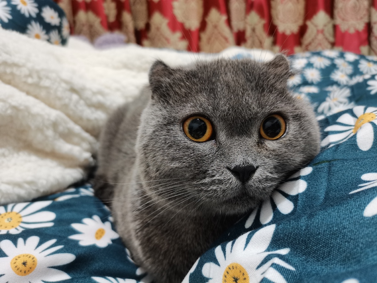 美短英短折耳虎斑