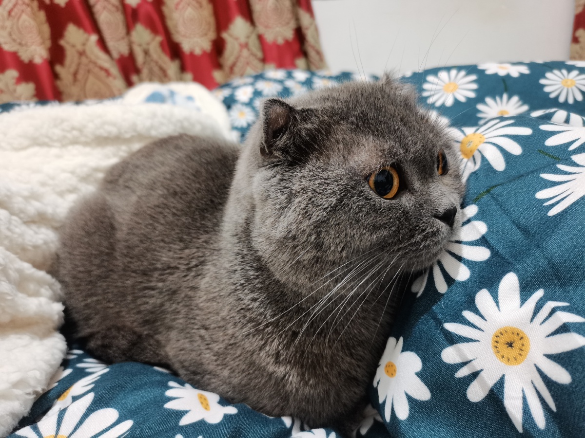 美短英短折耳虎斑