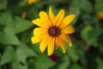 小黄花