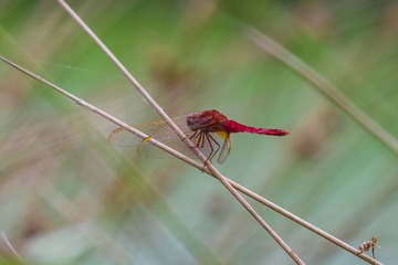 20160707_205116_1420394948