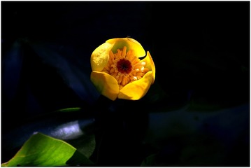 IMG_0016_（萍蓬草）_