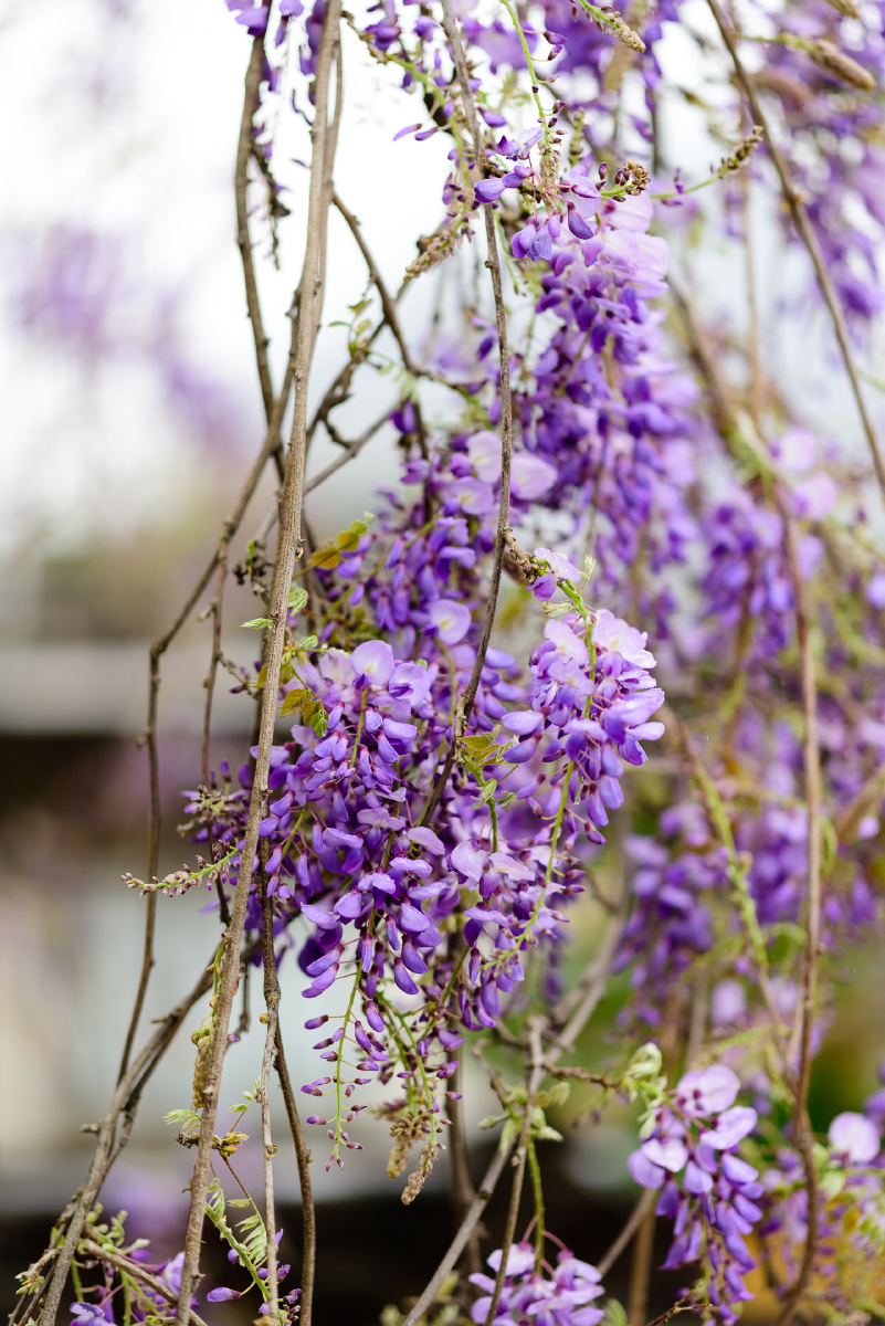洁白绛紫美如云霞