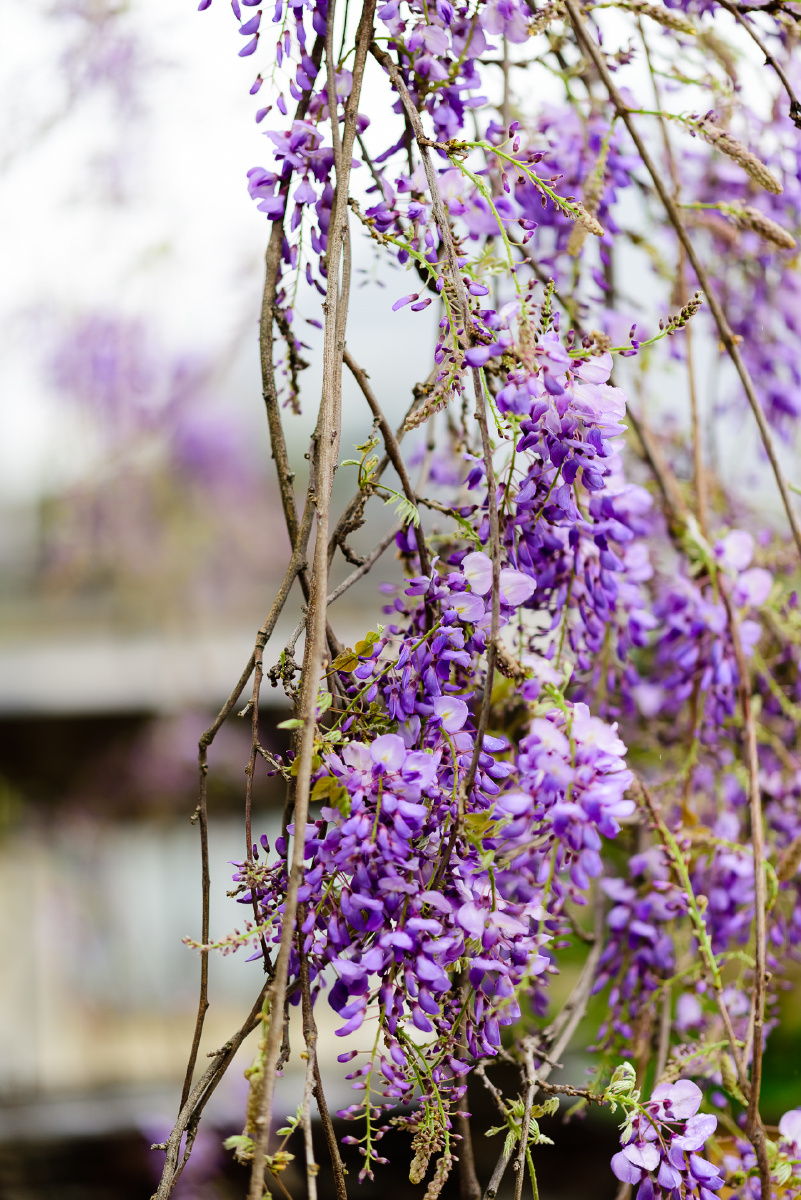 洁白绛紫美如云霞