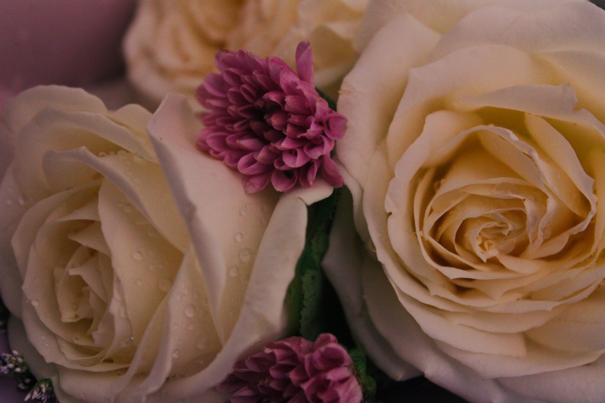 flower - 雾霭fog - 图虫