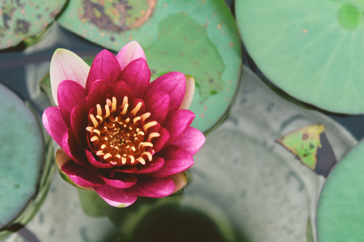 flower - 雾霭fog - 图虫