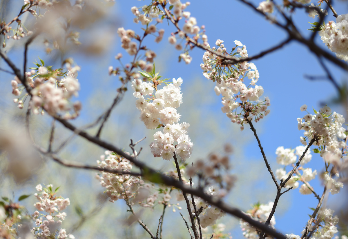 樱花图鉴之松月樱
