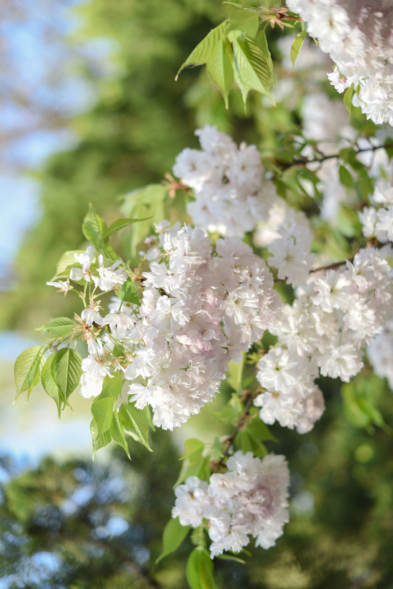 樱花图鉴之松月樱