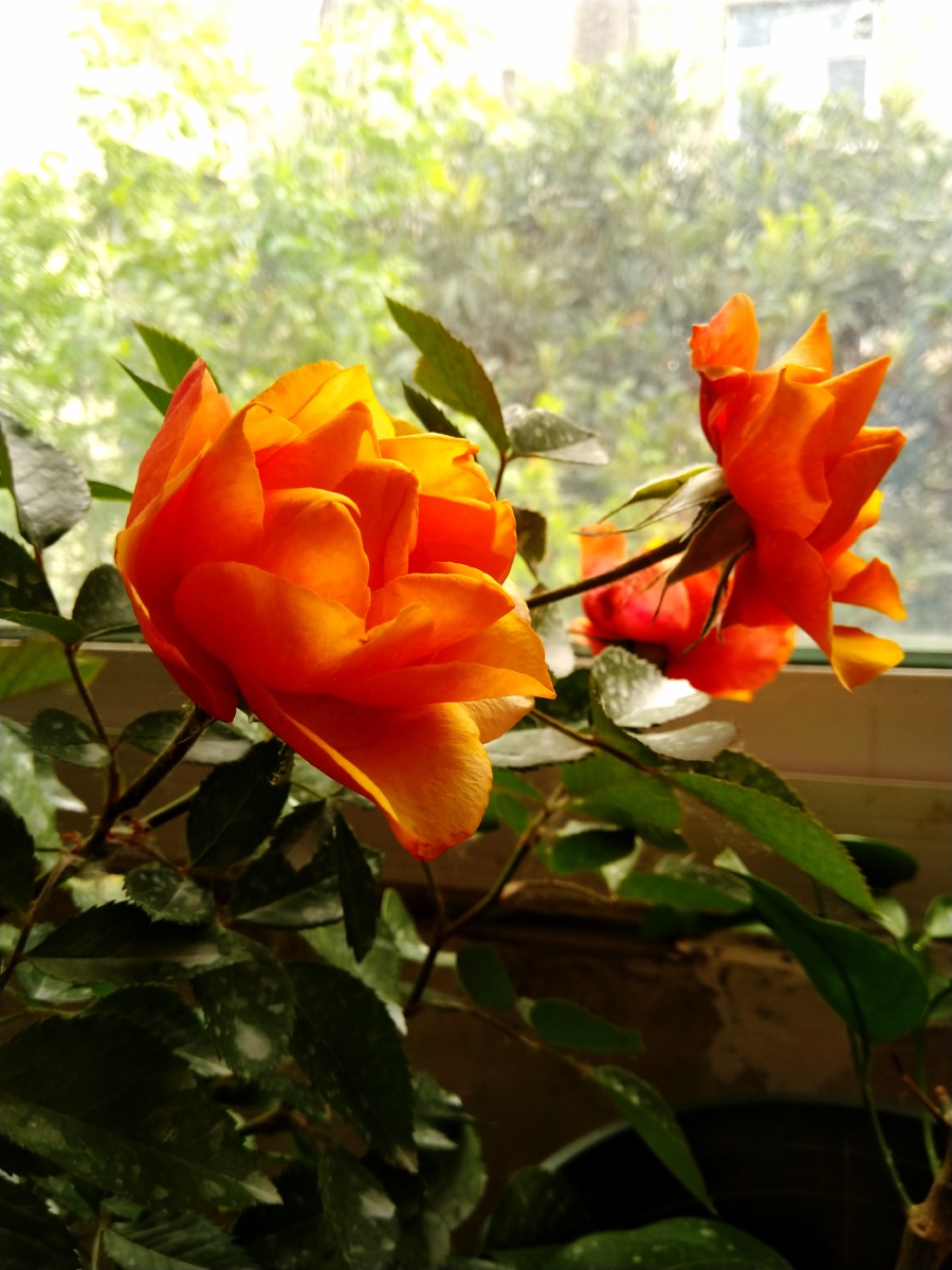 植物之美 晨光中的月季花 - 陌上896 - 图虫