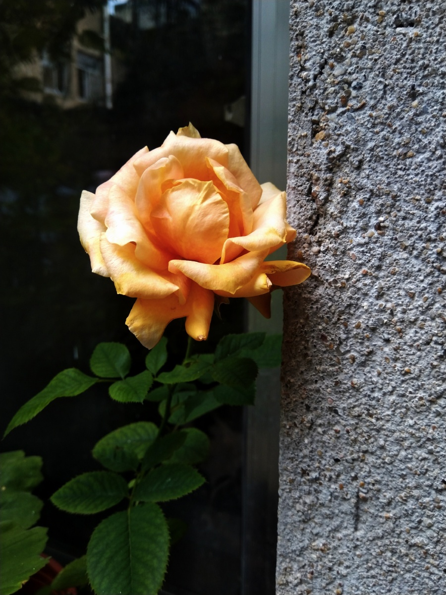 植物之美窗边一朵月季花