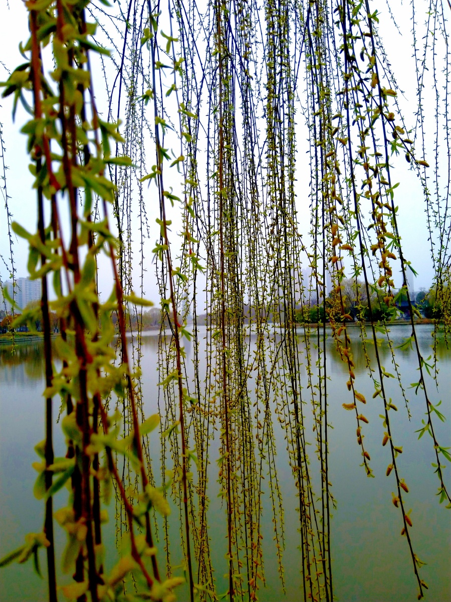 早春垂柳
