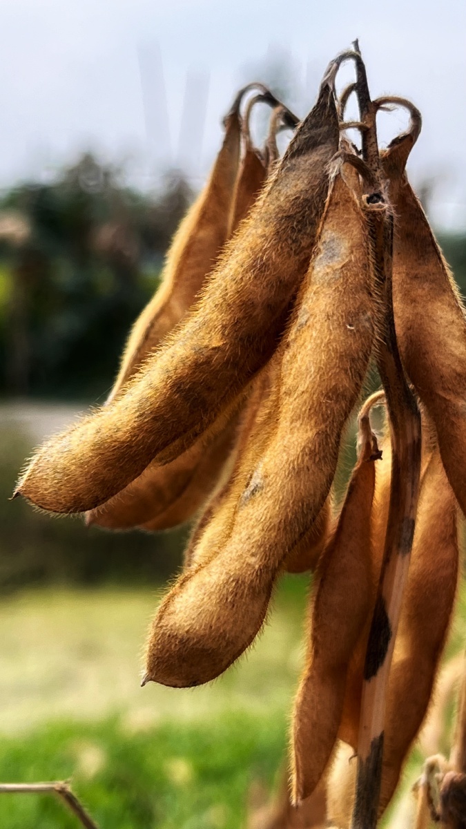 植物之美成熟的毛豆角
