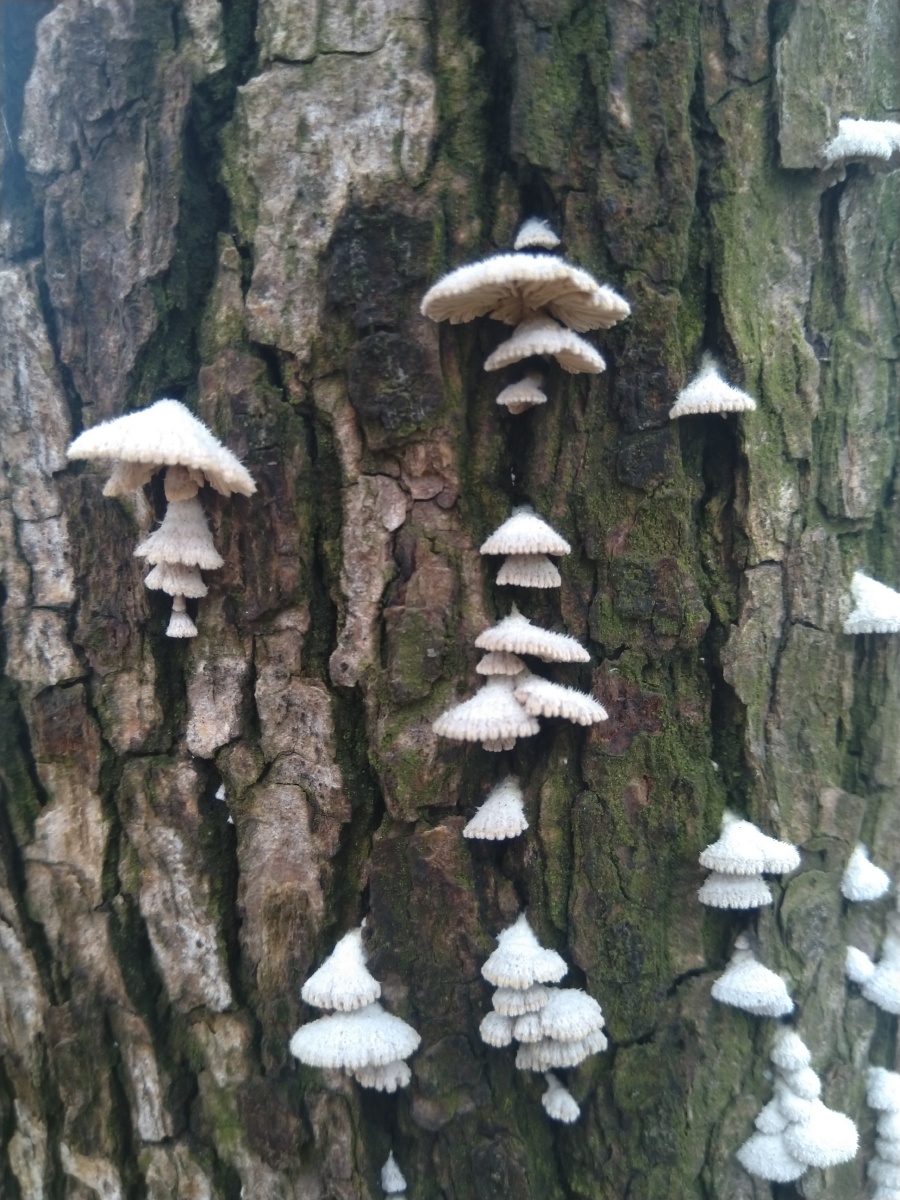 香樟树皮上长了很多白色小贝壳一样的菌菇