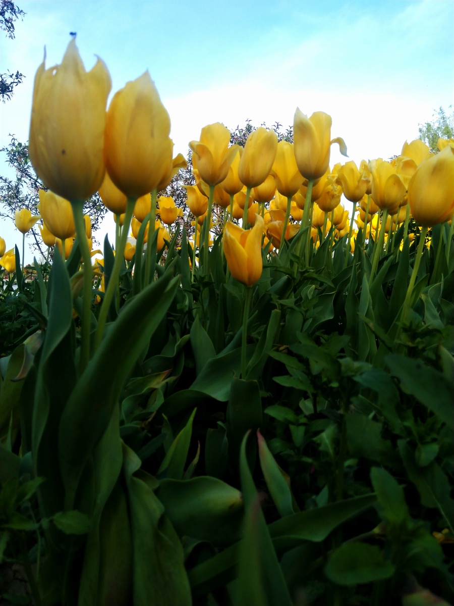 植物之美 金色郁金香 - 陌上896 - 图虫
