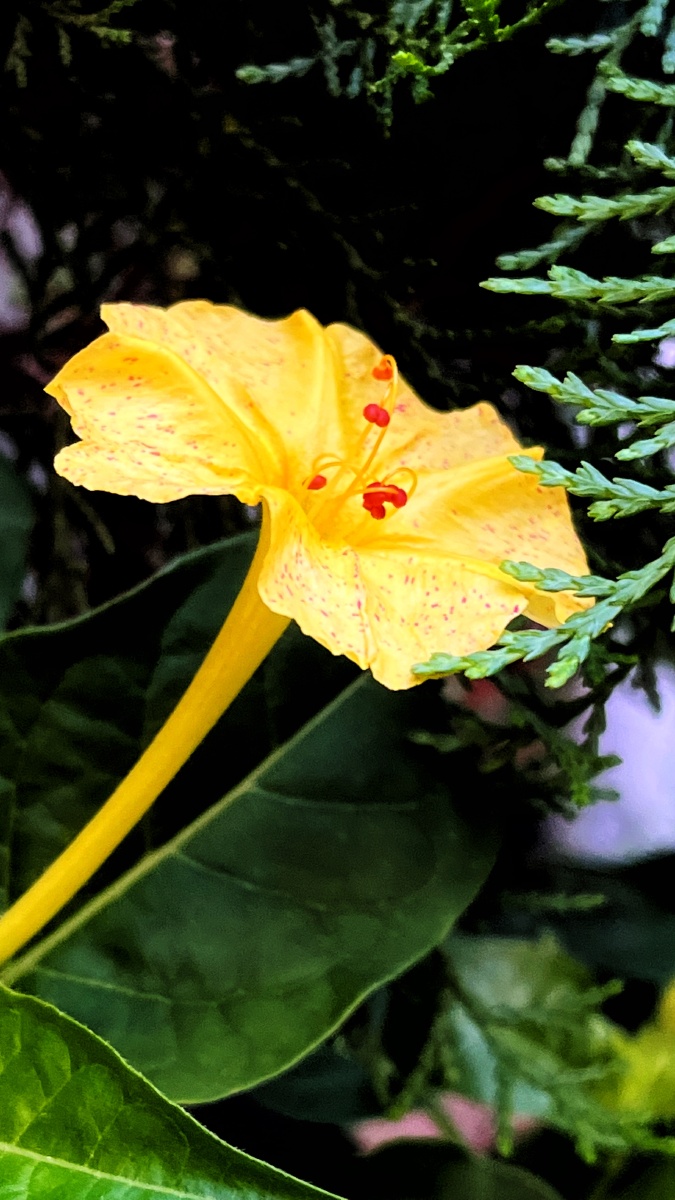 植物之美 黄色紫茉莉花 - 陌上896 - 图虫