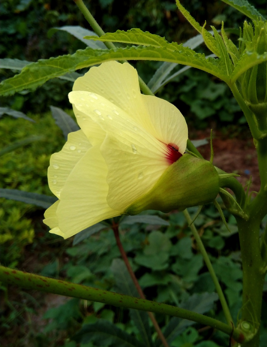 植物之美 秋葵花 - 陌上896 - 图虫