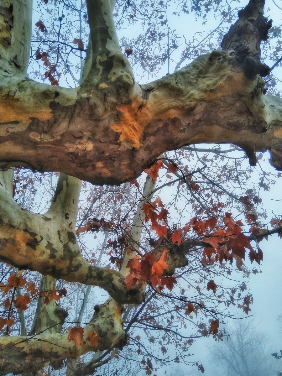 植物之美冬季法国梧桐