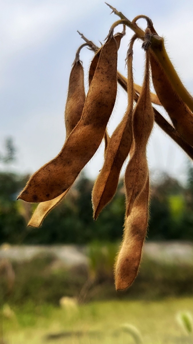 植物之美成熟的毛豆角
