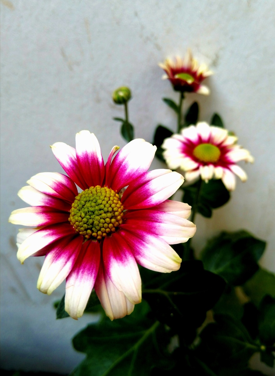 秋日花语 小菊花